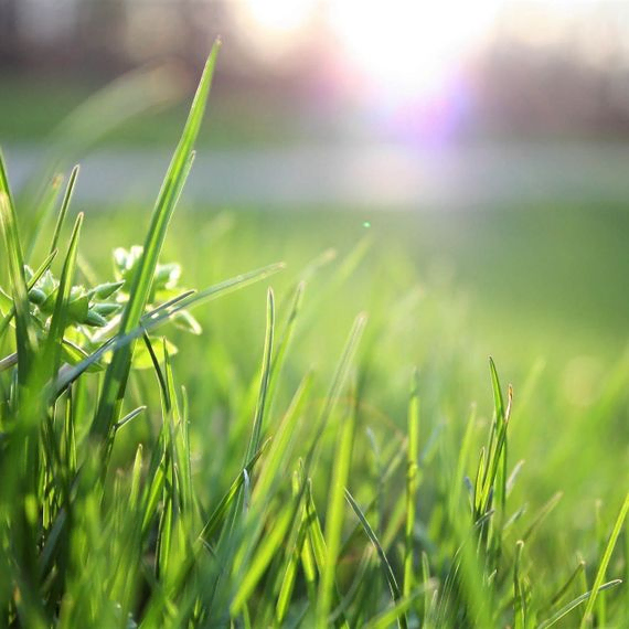 BAM Clean Gartenbetreuung